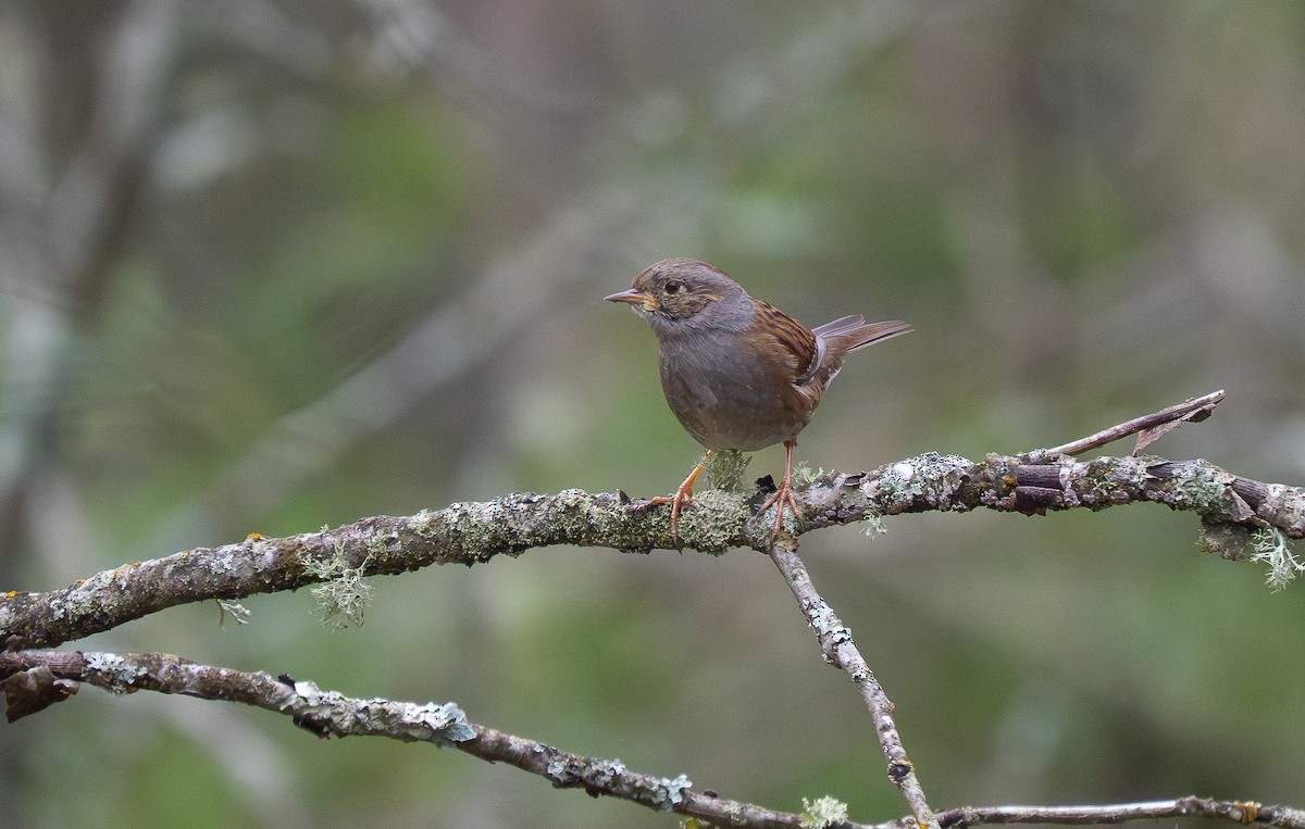 Dunnock - ML644870954