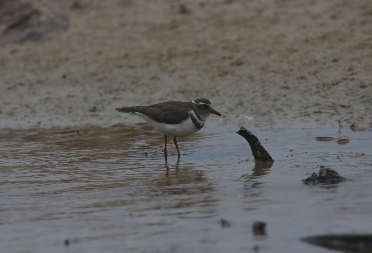 Three-banded Plover (African) - ML644870955