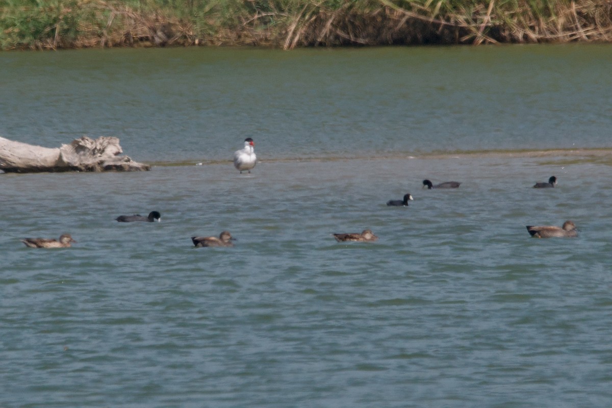 Gadwall - ML644870967