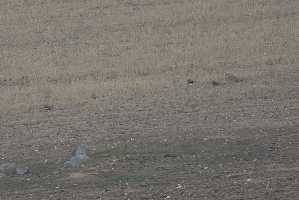 クロハラサケイ - ML644870976