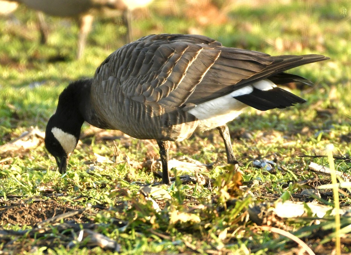 小加拿大雁 - ML644870979