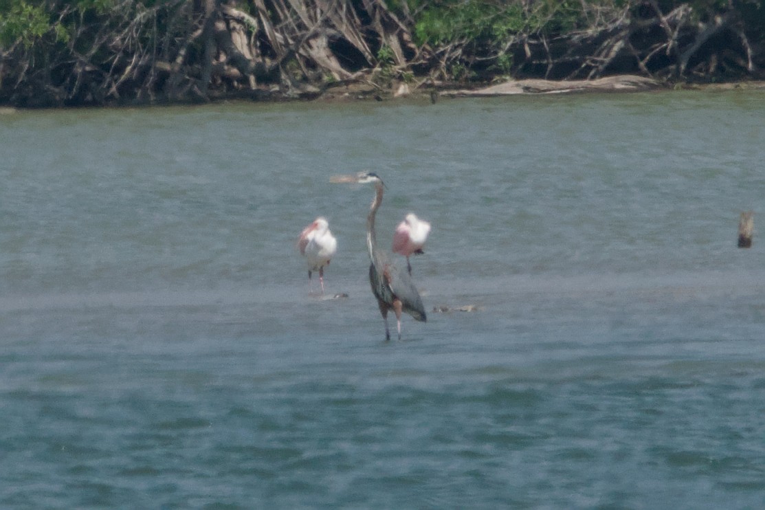 Great Blue Heron - ML644870982