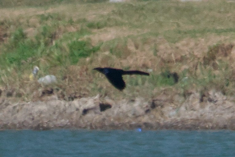 Great-tailed Grackle - ML644870986