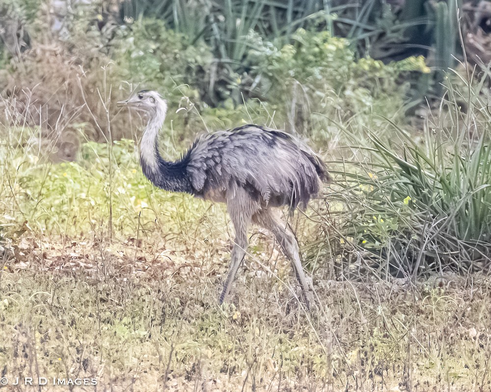 Ñandu nagusia - ML644870987