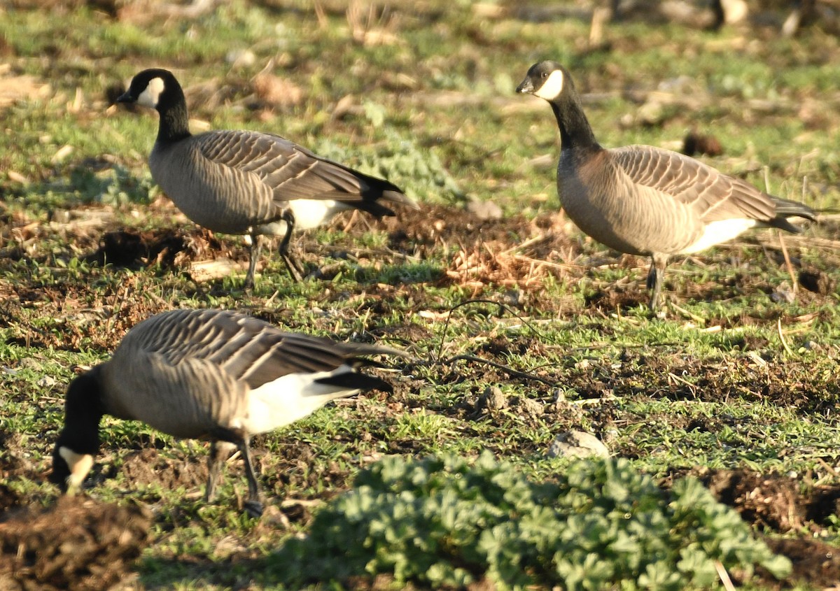 小加拿大雁 - ML644870989