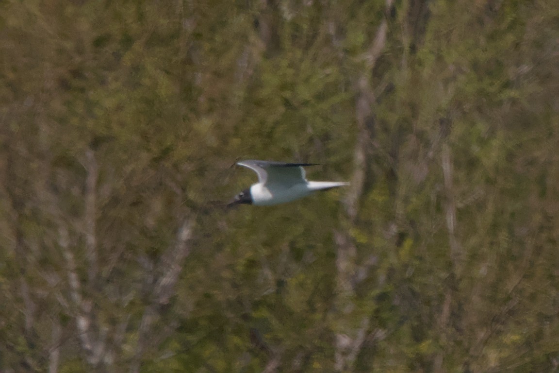 Laughing Gull - ML644870990