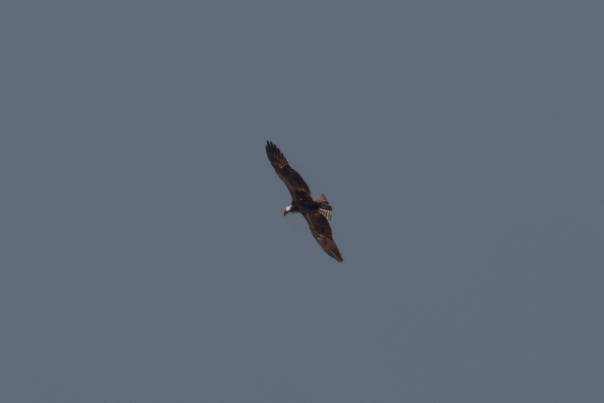 Osprey - ML644870998