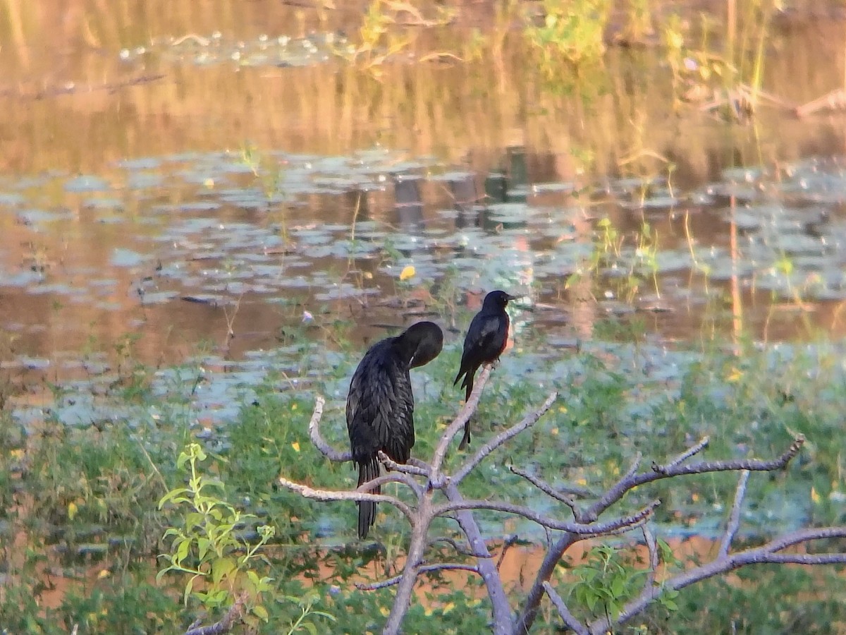 Black Drongo - ML644870999