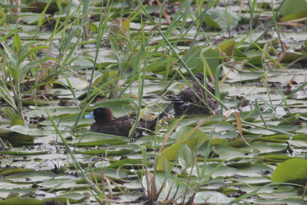 maskeand - ML644871006