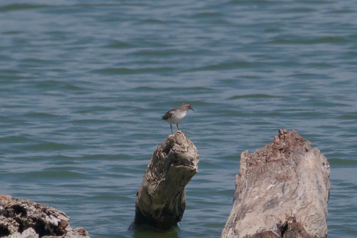 Spotted Sandpiper - ML644871016