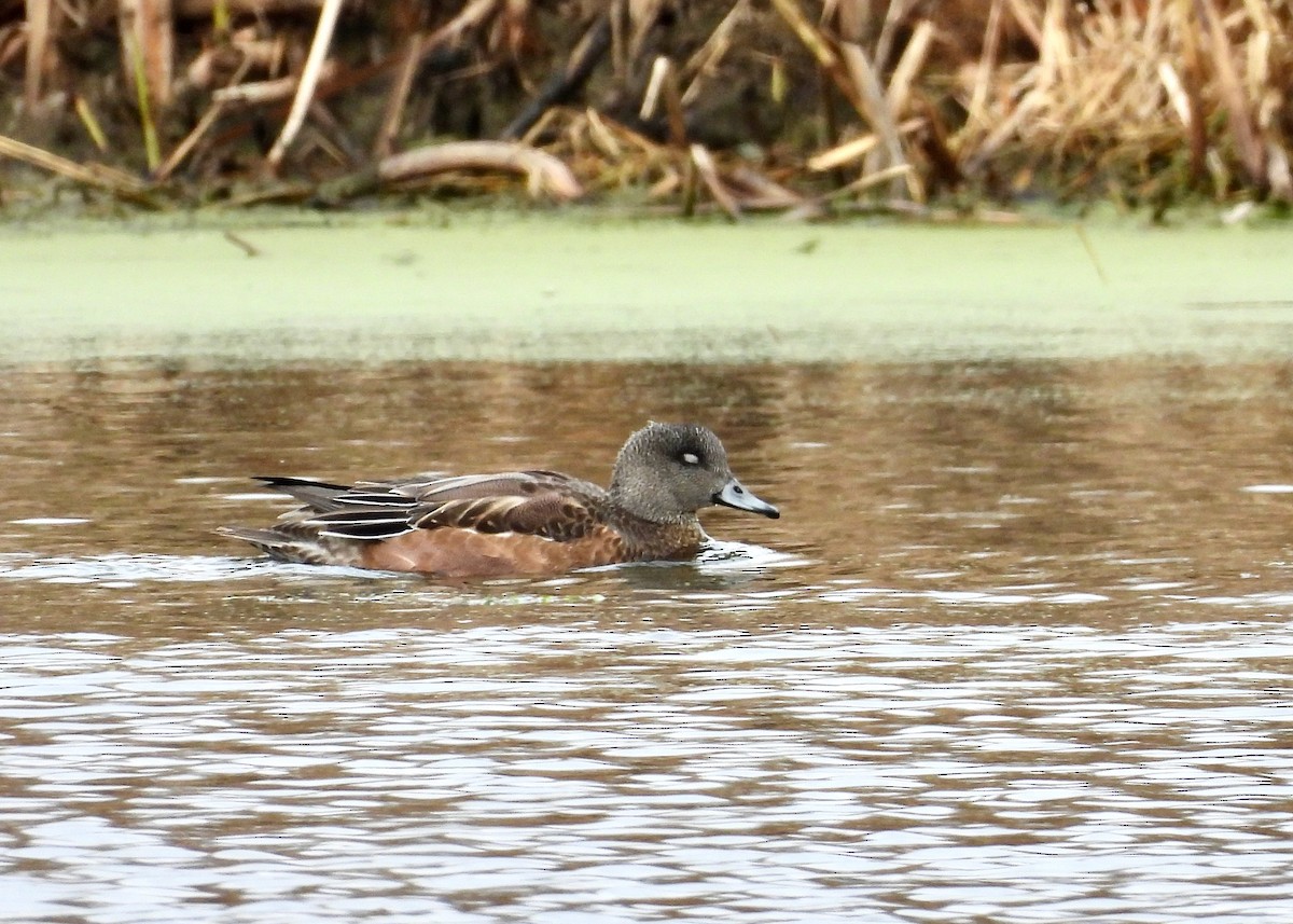American Wigeon - ML644871022