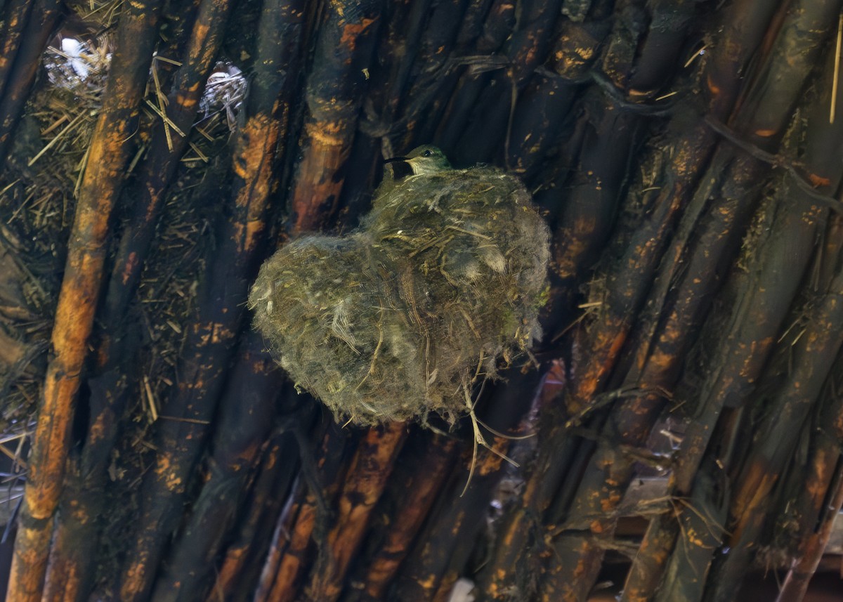 Ecuadorian Hillstar - ML644871030