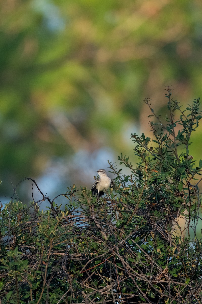 Northern Mockingbird - ML644871031