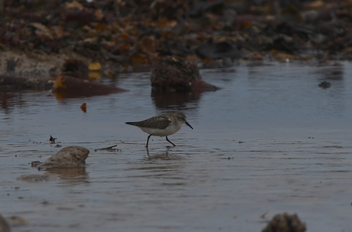 ヨーロッパトウネン - ML644871034