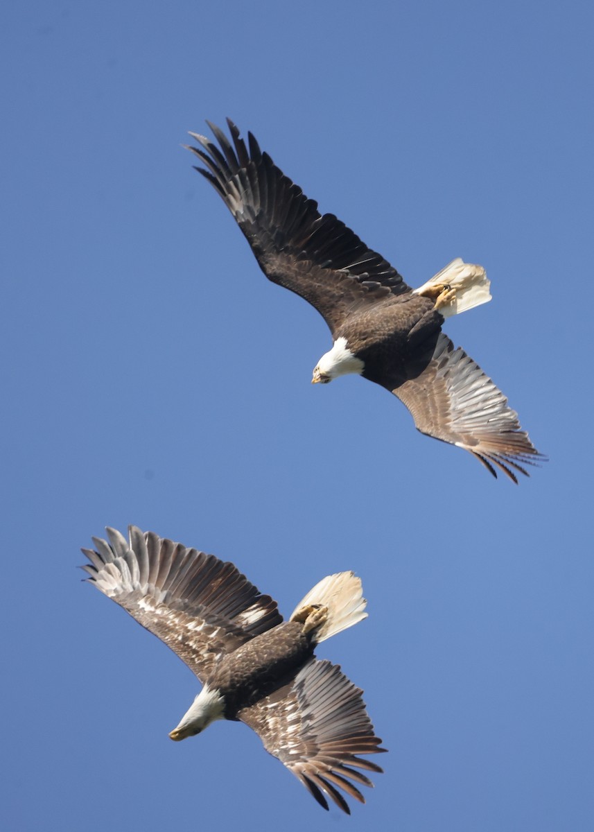 Орлан білоголовий - ML644871054