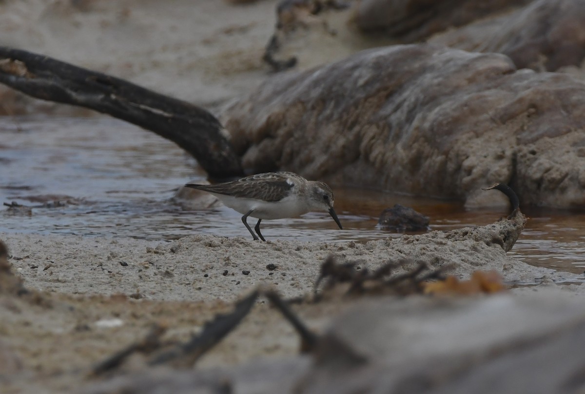 ヨーロッパトウネン - ML644871055