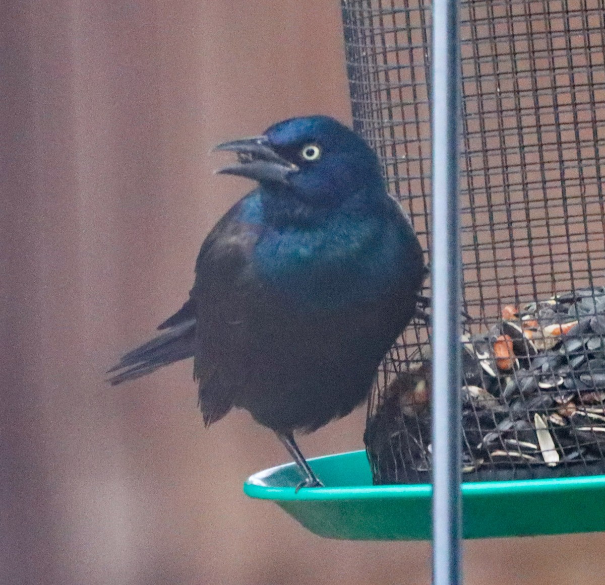 Purpurgrackel - ML644871056