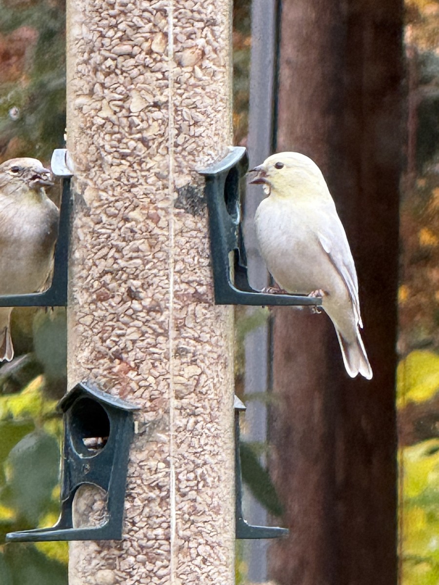 Altın İskete - ML644871058