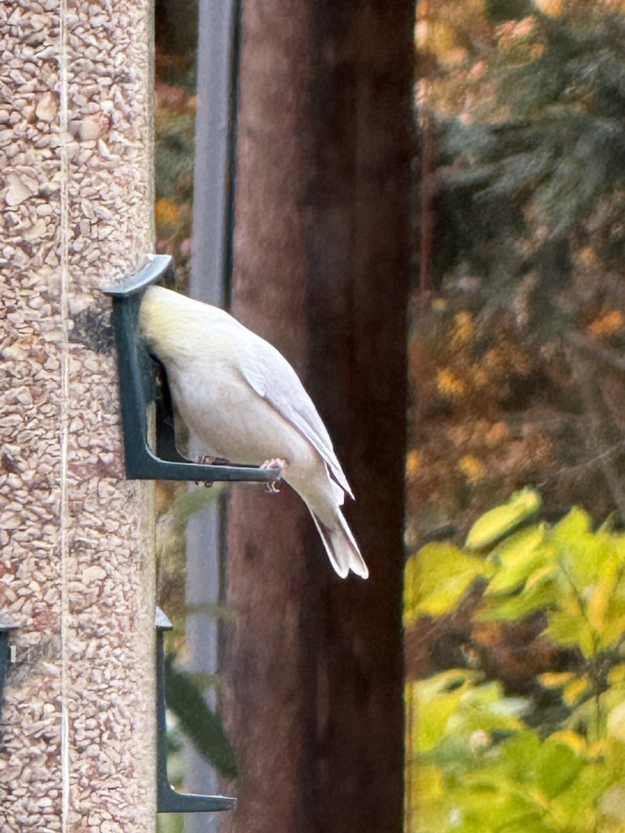 Altın İskete - ML644871059