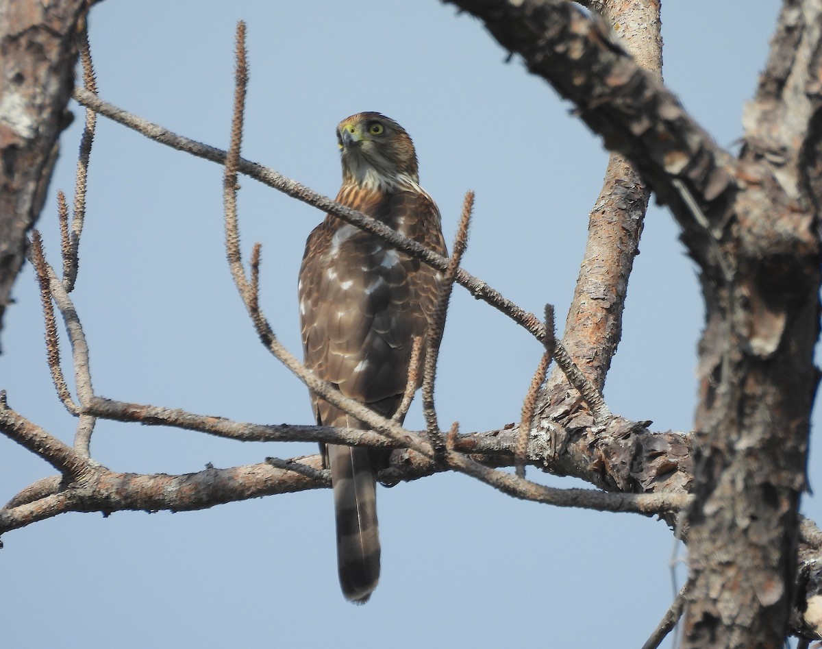 Cooper's Hawk - ML644871062