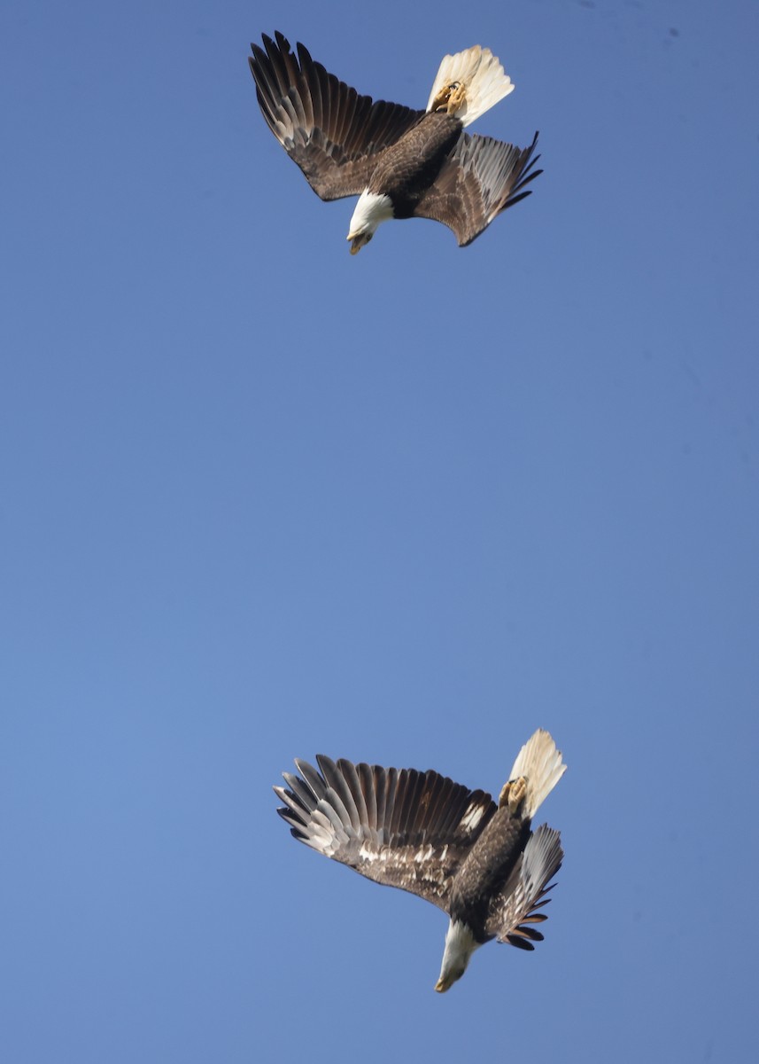 Орлан білоголовий - ML644871064