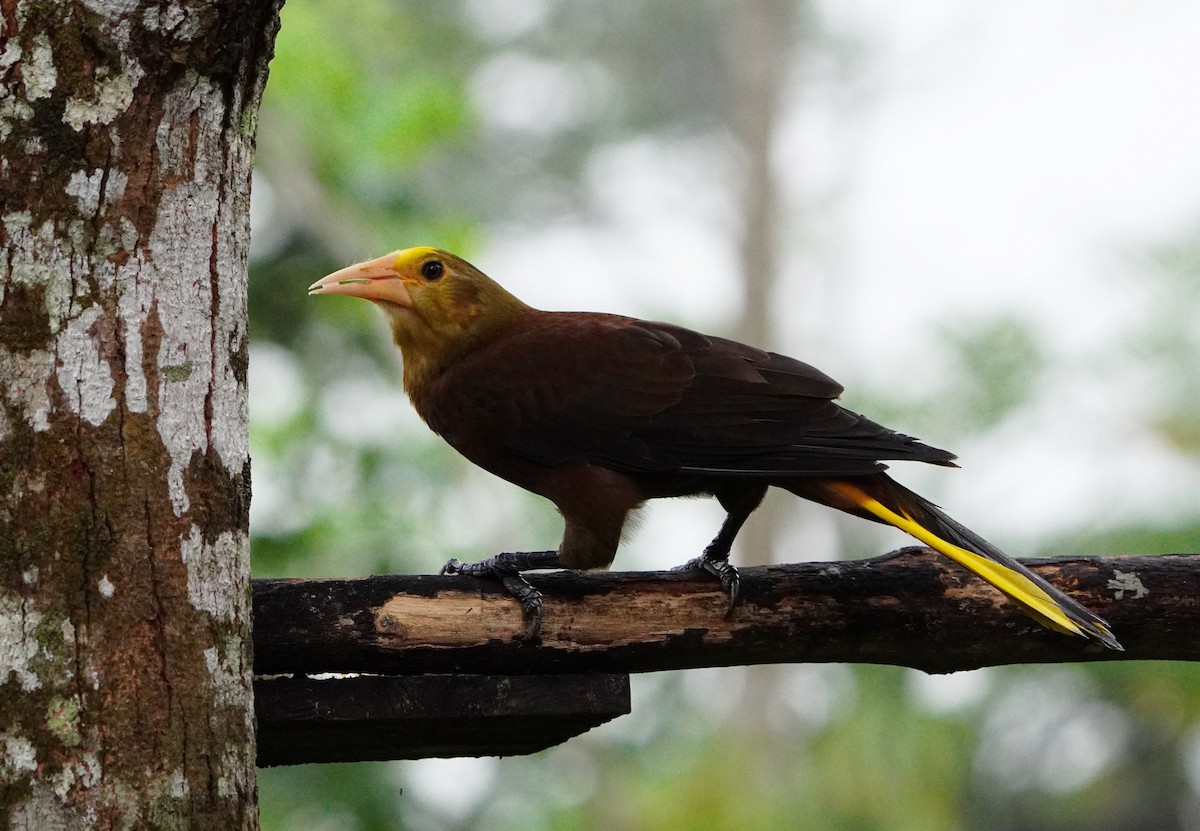 Russet-backed Oropendola - ML644871065