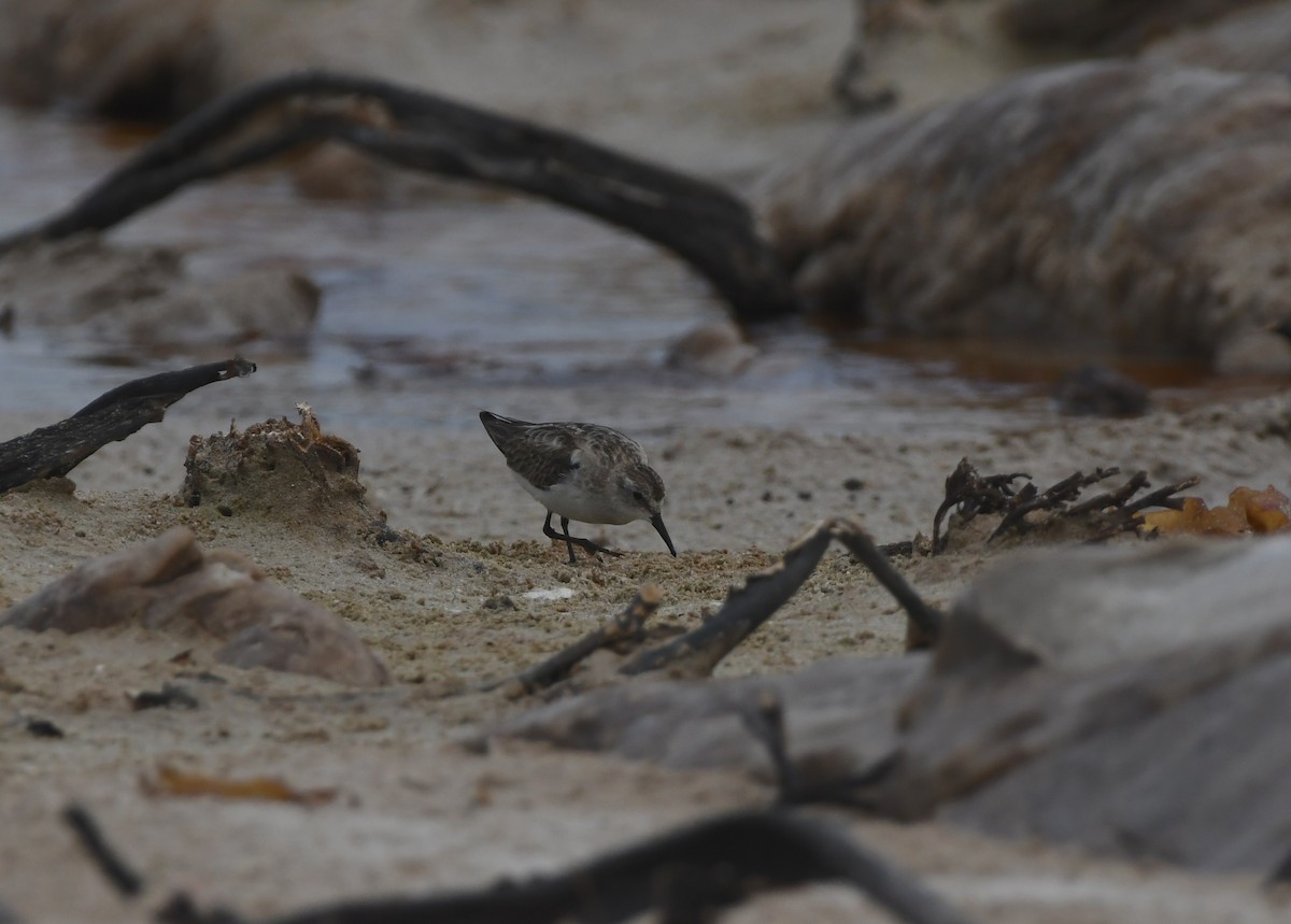 ヨーロッパトウネン - ML644871071