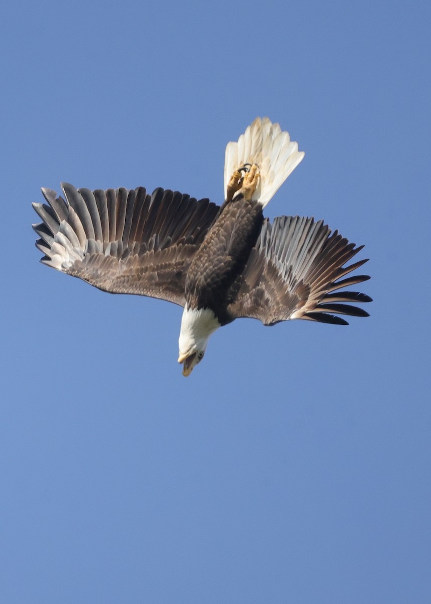 Орлан білоголовий - ML644871073