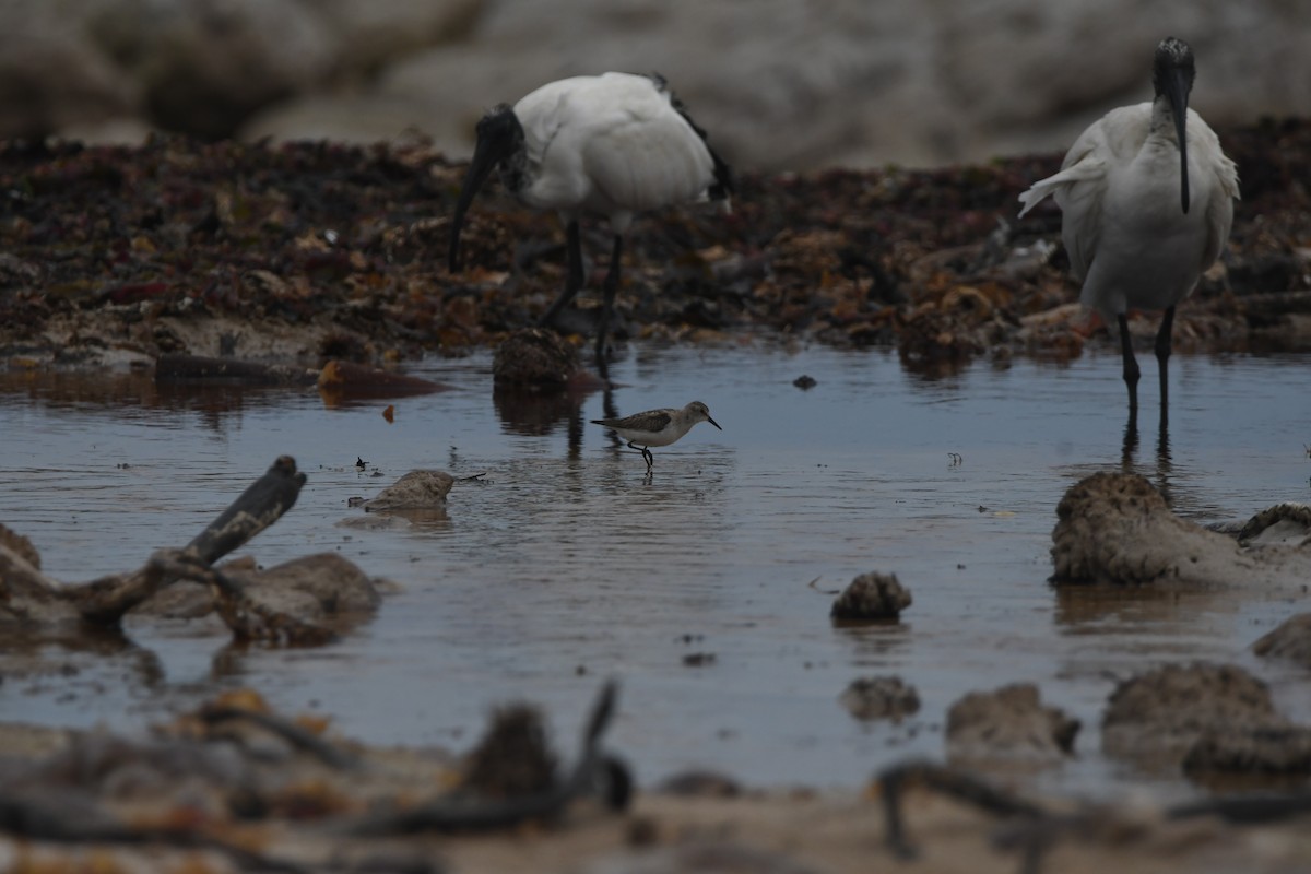 ヨーロッパトウネン - ML644871079