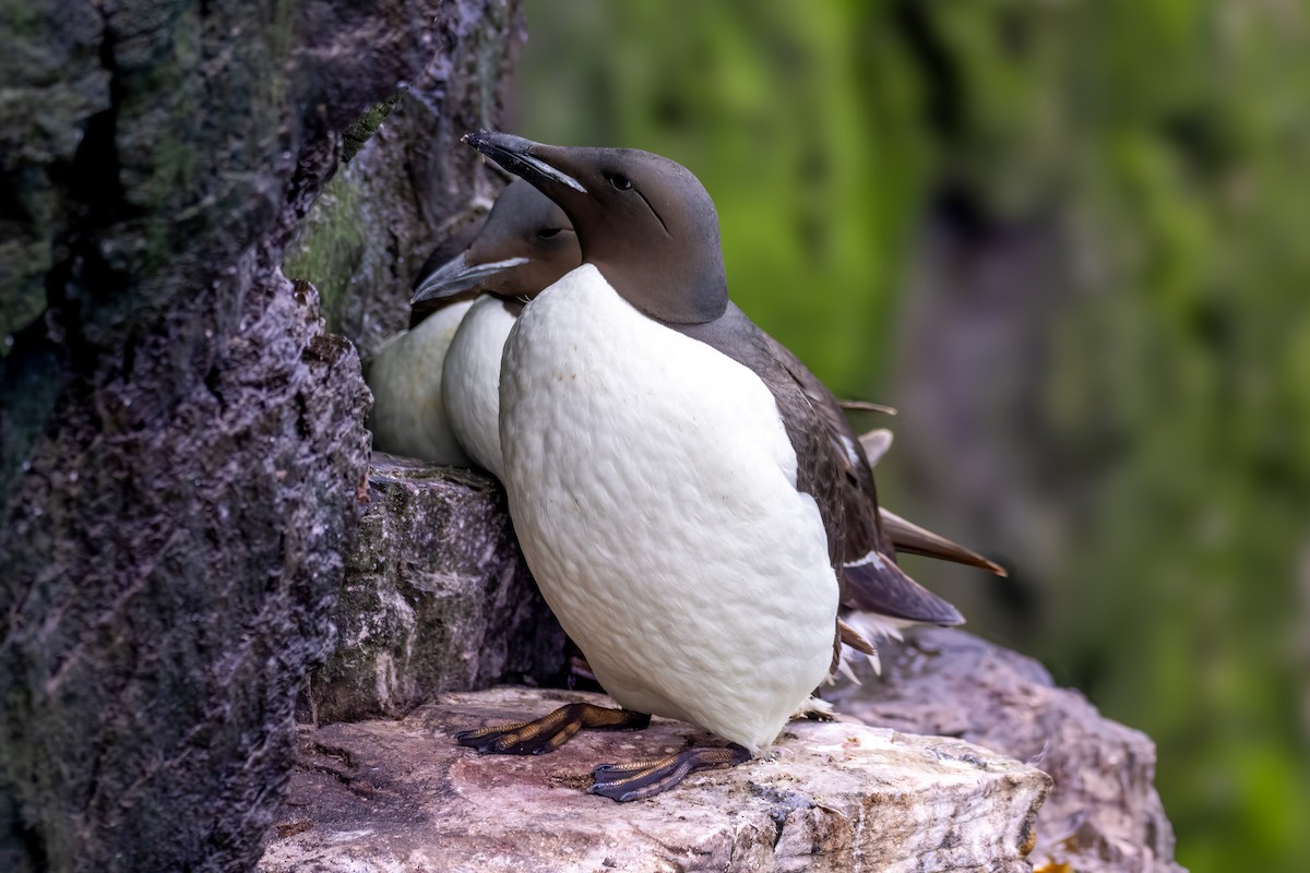 Thick-billed Murre - ML644871107