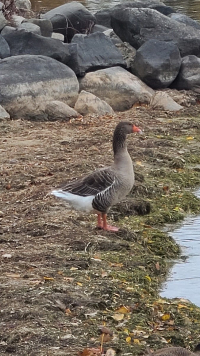 Graylag Goose (Domestic type) - ML644871109