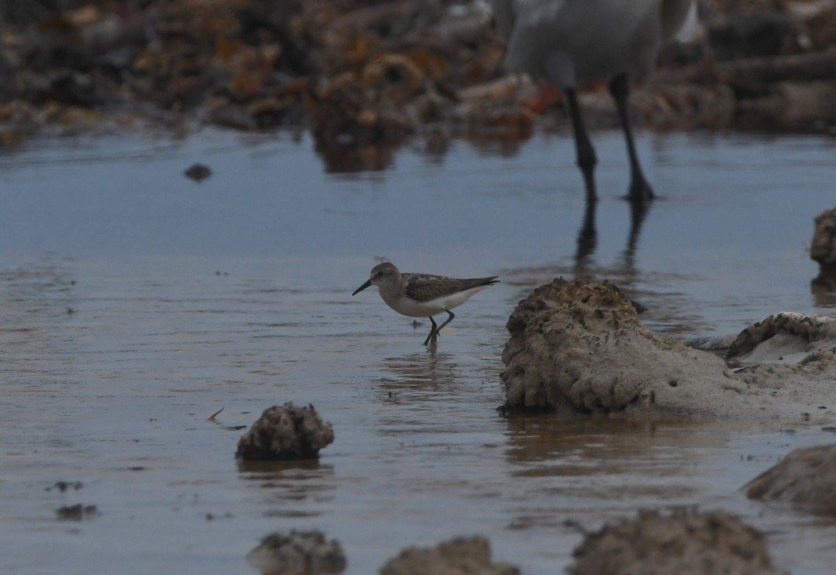 ヨーロッパトウネン - ML644871110