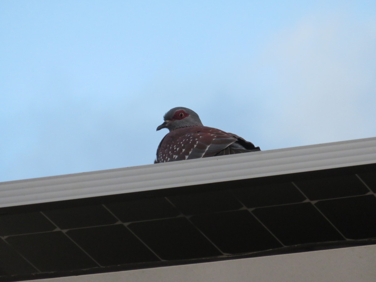 Speckled Pigeon - ML644871115