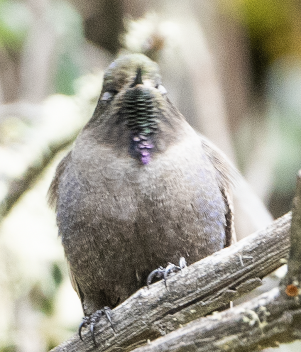 Olivaceous Thornbill - ML644871130