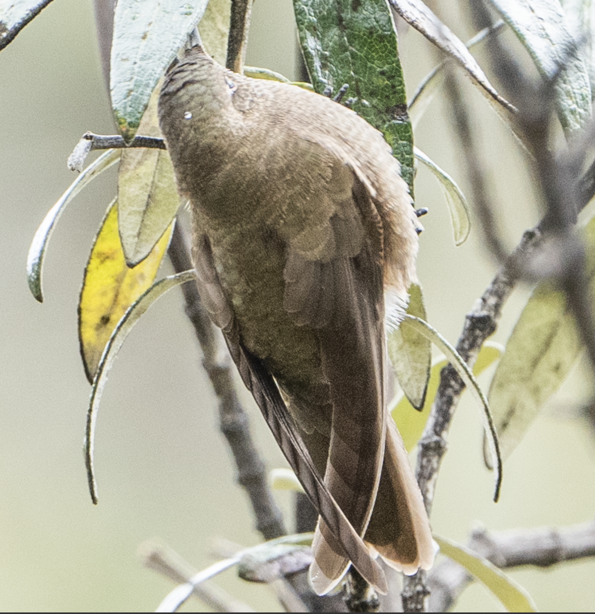 Olivaceous Thornbill - ML644871131