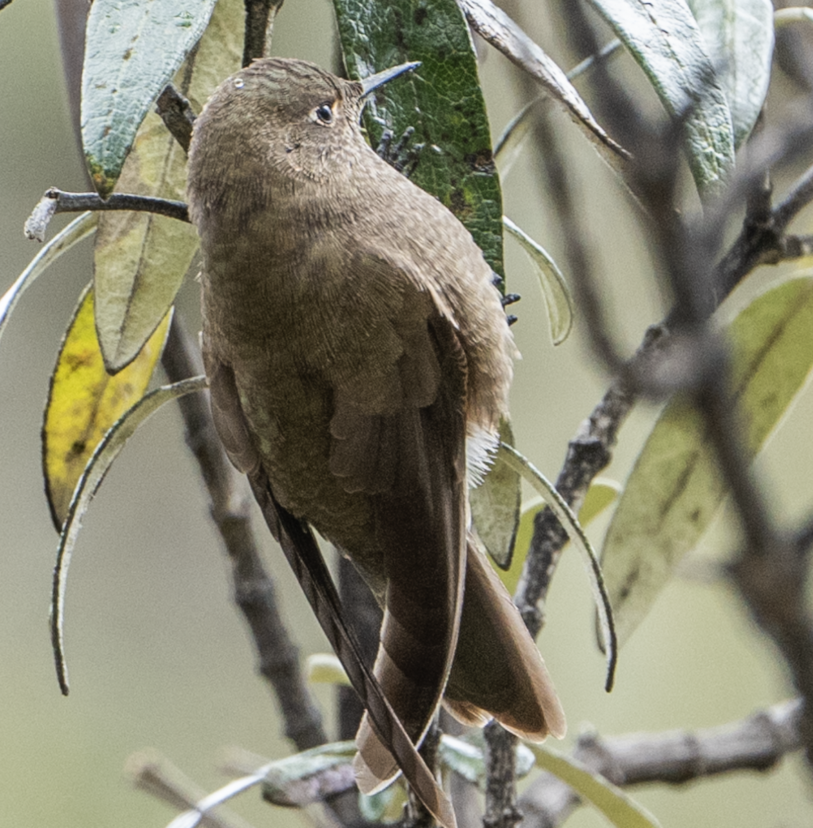 Olivaceous Thornbill - ML644871132