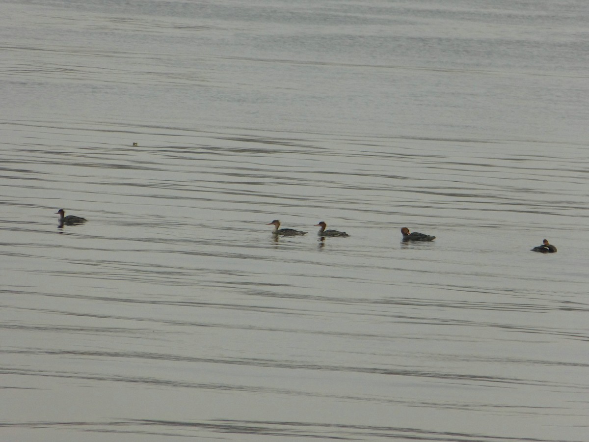 ウミアイサ - ML644871134