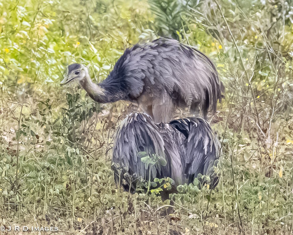 Ñandu nagusia - ML644871136