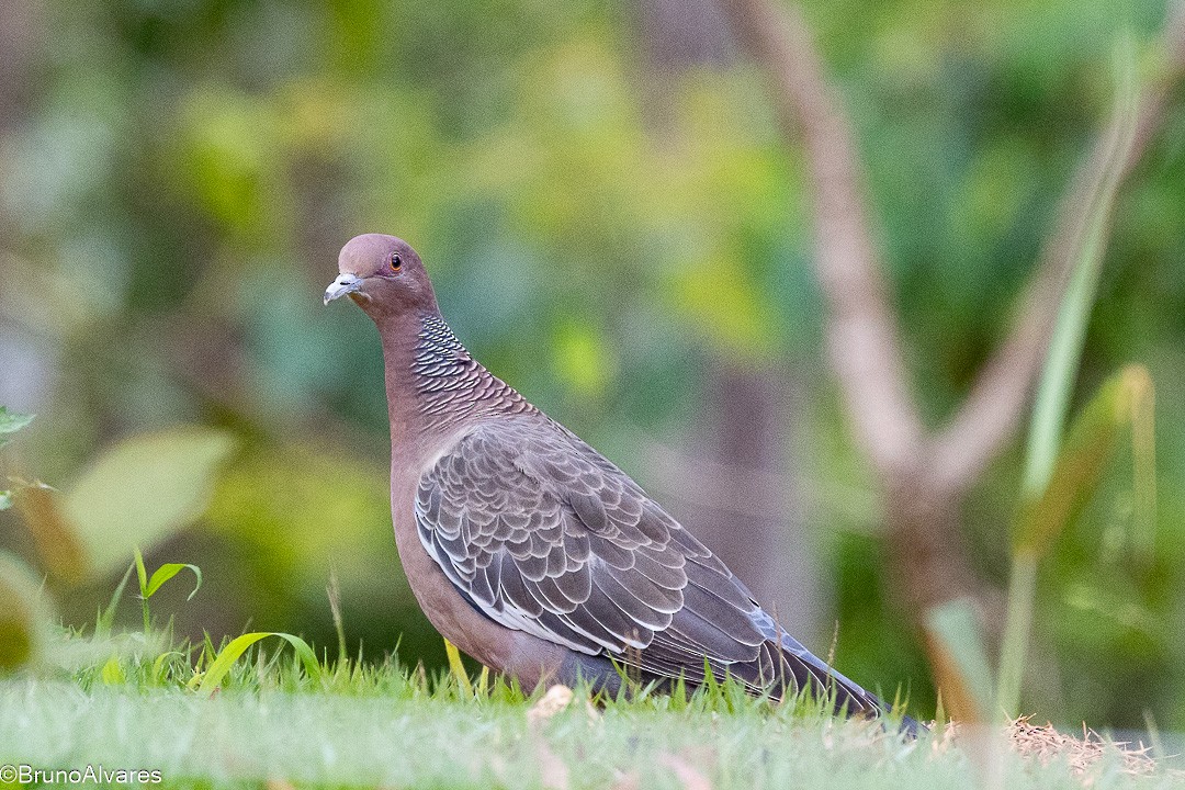 アカメバト - ML644871152