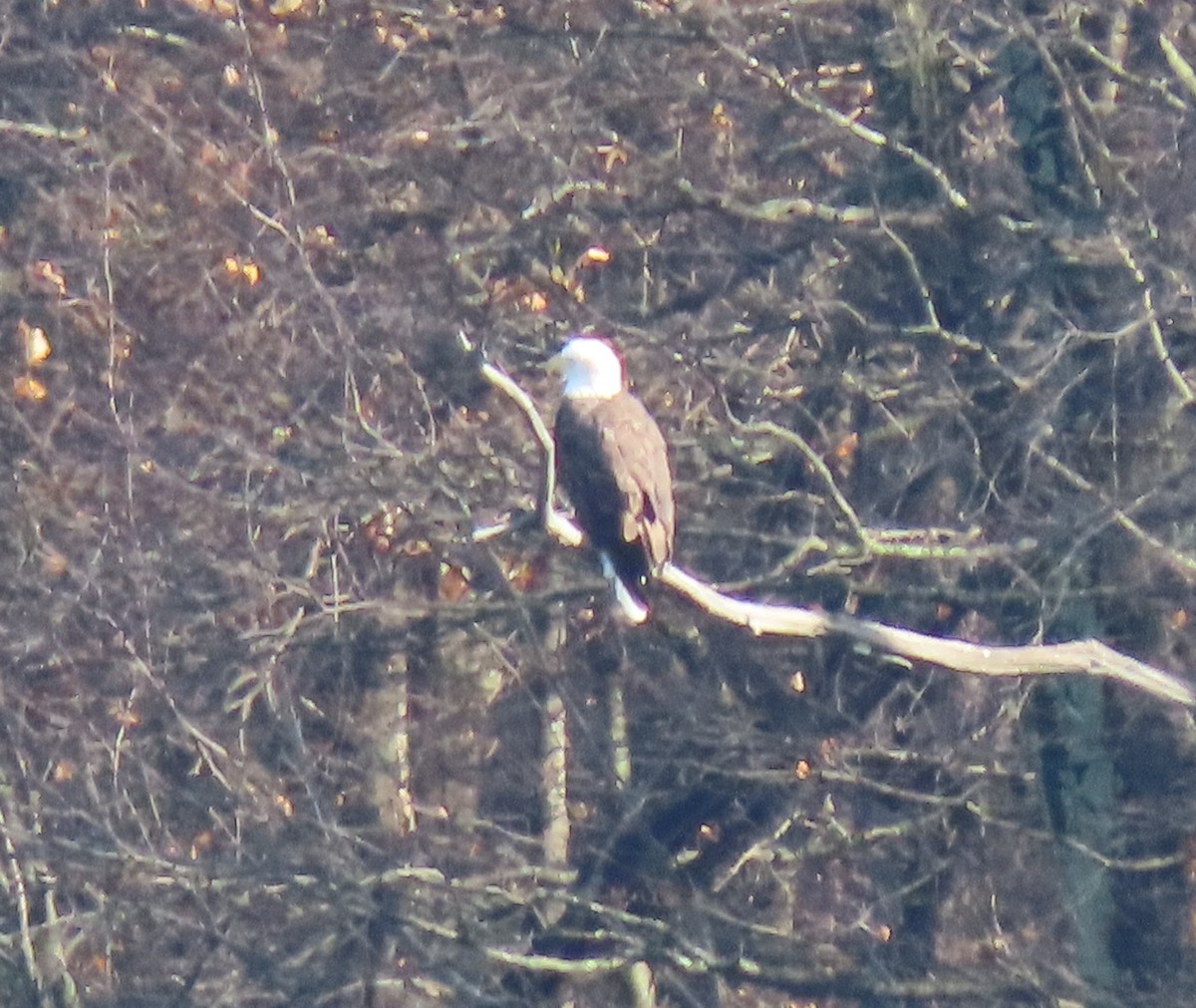 Орлан білоголовий - ML644871154