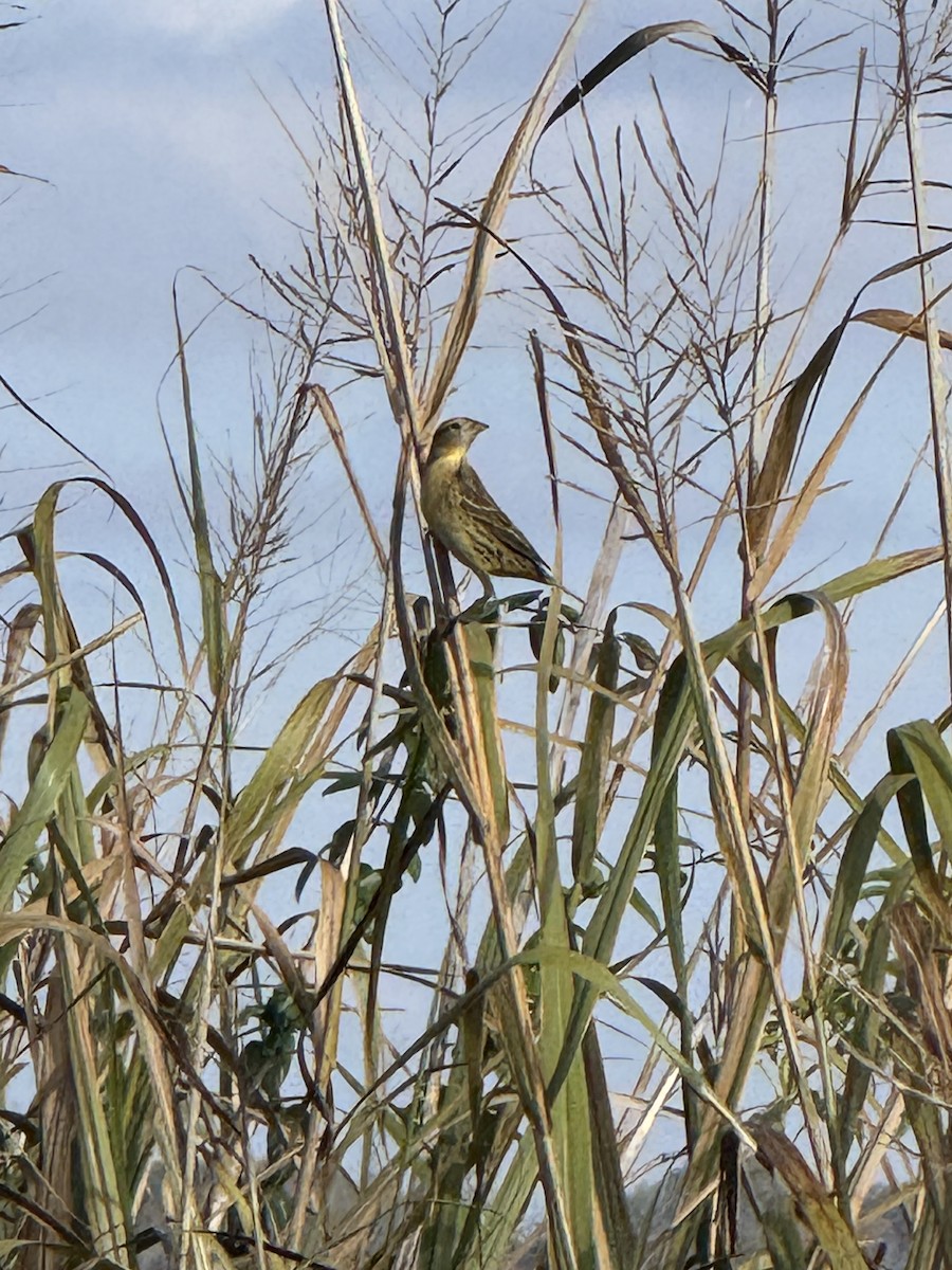 Bobolink - ML644871155