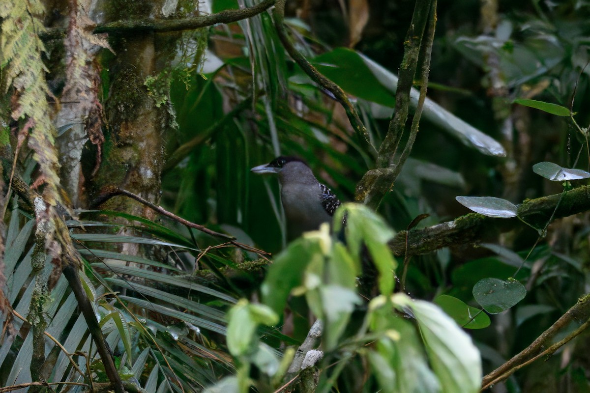 Giant Antshrike - ML644871175