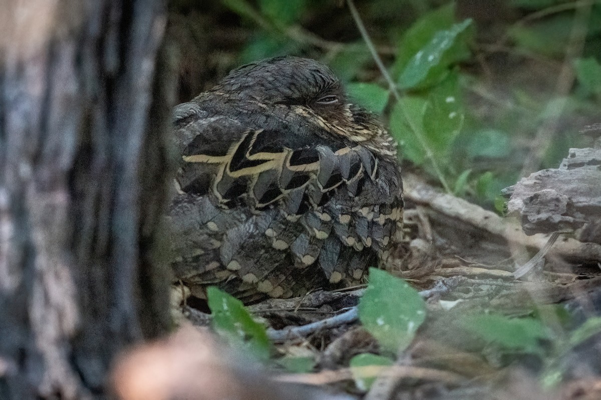 Common Pauraque - ML644871184