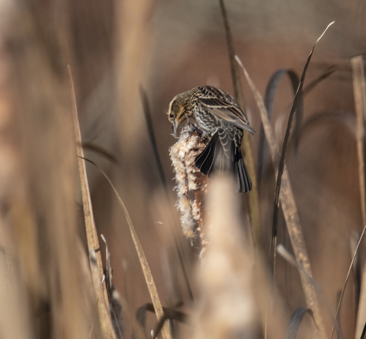 Red-winged Blackbird - ML644871191
