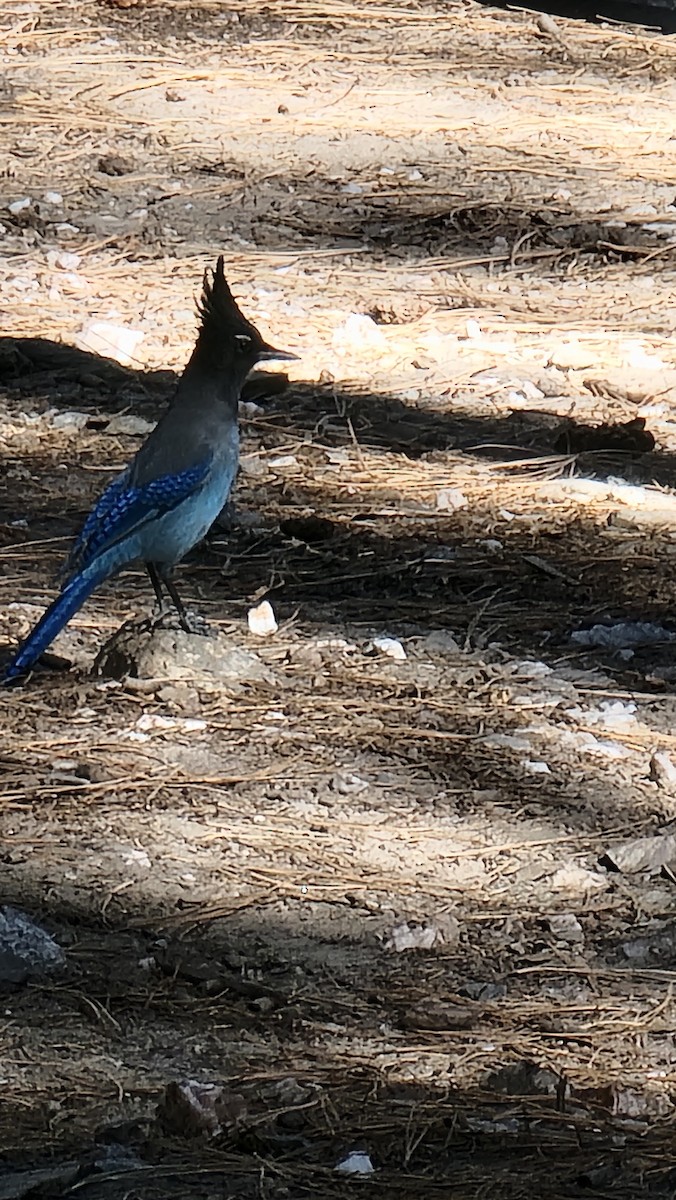 Chara de Steller - ML644871201