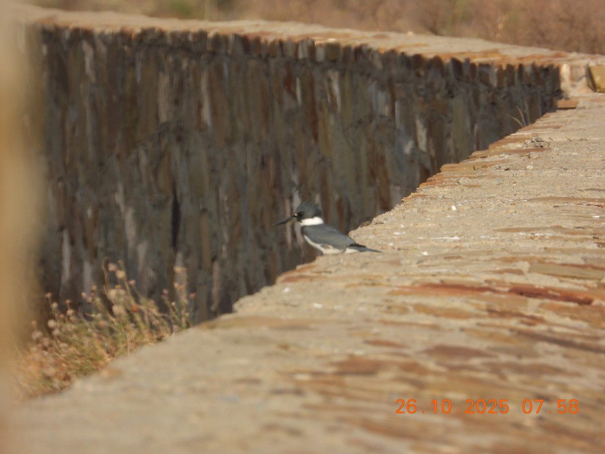 Martin handi iparramerikarra - ML644871203