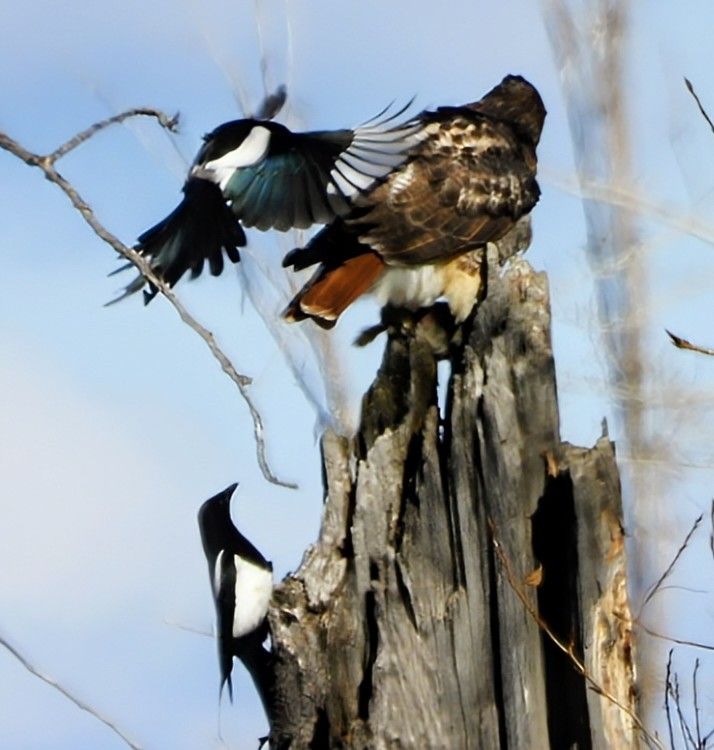 Red-tailed Hawk - ML644871214