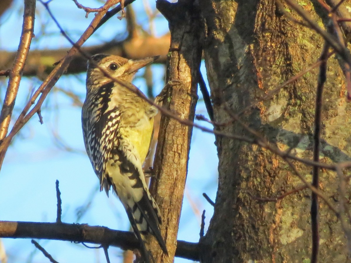 kanadasevjespett - ML644871217