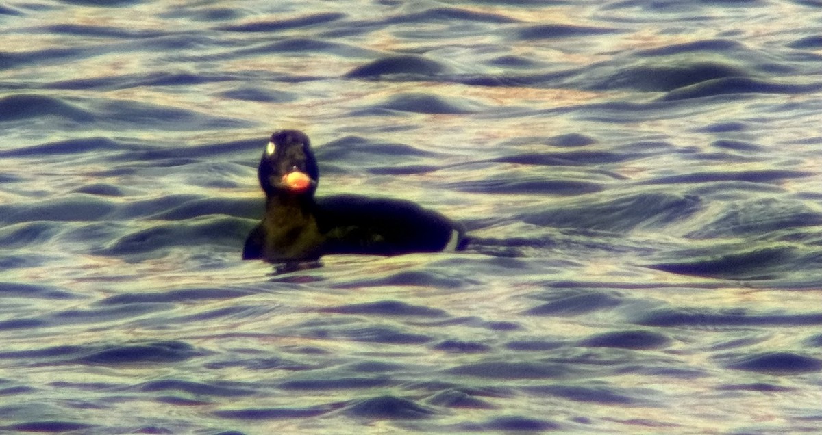 White-winged Scoter - ML644871241