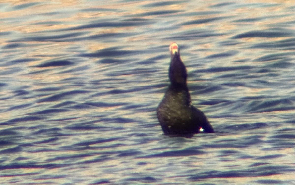 White-winged Scoter - ML644871242
